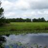 Pond on Tract 11.