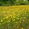 Wildflowers along Cat Spring Rd